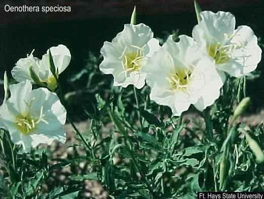 oenothera speciosa USDA