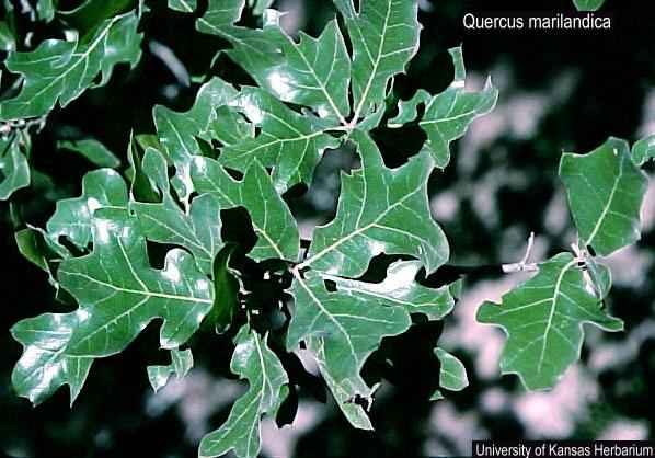 quercus marilandica USDA